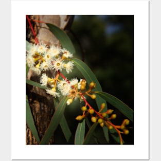 Gum Tree Flowering, Australian bush Posters and Art